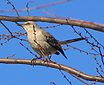 Northern Mockingbird in tree - side view P.2005.03.29.jpg