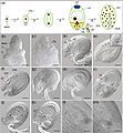 Female gametophytic and early zygotic mutant phenotypes highlight the essential role of corresponding genes for reproductive development.jpg