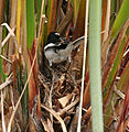 White-browed Wagtail (Motacilla maderaspatensis) at nest with the chicks W IMG 2643.jpg