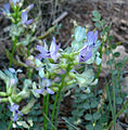 Astragalus beckwithii var purpureus 2.jpg