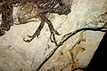 9122 - Milano, Museo storia naturale - Scipionyx samniticus - Foto Giovanni Dall'Orto 22-Apr-2007a.jpg