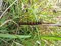 Acraea andromacha larva.jpg