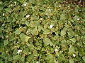 Ageratina adenophora (Barlovento) 03 ies.jpg