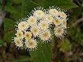 Ageratina adenophora (Barlovento) 05 ies.jpg