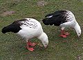 Andean.goose.pair.arp.750pix.jpg