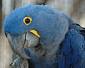 Anodorhynchus hyacinthinus -Hyacinth Macaw -side of head.jpg