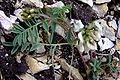 Astragalus australis a1.jpg