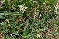 Astragalus australis a2.jpg