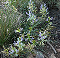 Astragalus beckwithii var purpureus 1.jpg