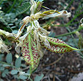Astragalus beckwithii var purpureus 4.jpg