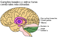 Basal Ganglia and Related Structures es.svg