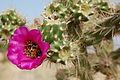 Cane cholla, with flower, Albuquerque.JPG