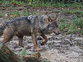 Canis lupus signatus (Kerkrade Zoo) 30.jpg