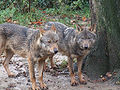 Canis lupus signatus (Kerkrade Zoo) 43.jpg