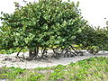 Coccoloba uvifera-Cuba.jpg