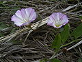 Convolvulus arvensis bloemen.jpg