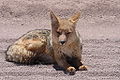 Culpeo Andean Fox.jpg