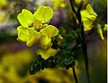 Cytisus sessilifolius.jpg