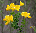 Cytisus sessilifolius1.jpg