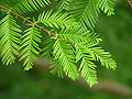 Dawn Redwood Metasequoia glyptostroboides Needles 3264px.jpg