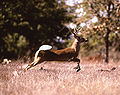 Deer running.jpg