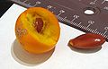 Englerophytum magalismontanum Fruit Dissected.jpg