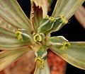 Euphorbia yattana2 ies.jpg