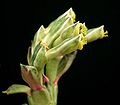 Euphorbia yattana3 ies.jpg