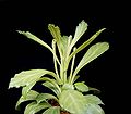 Euphorbia yattana ies.jpg