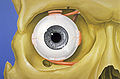 Eye orbit anatomy anterior2.jpg