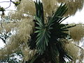 Flowering Talipot Palm 05.jpg