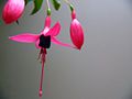 Fuchsia-flower.jpg