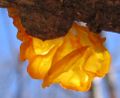 Fungus closeup - brilliant orange.jpg