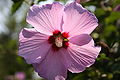 Garden Hibiscus.JPG