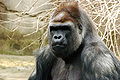 Gorilla 019.jpg