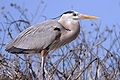 Great blue heron02 - natures pics.jpg