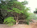 Guaiacum guatamalense - Koko Crater Botanical Garden - IMG 2187.JPG