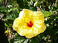 Hibiscus amarillo.jpg