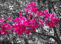 Hot pink in nature.jpg