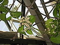 Hoya australis2.jpg