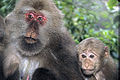 Macaque du Tibet - Femelle adulte et juvénile.jpg