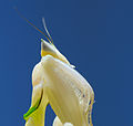 Mantis Hymenopus coronatus 1 Luc Viatour.jpg