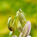 Mantis Hymenopus coronatus 2 Luc Viatour.jpg