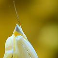 Mantis Hymenopus coronatus 3 Luc Viatour.jpg