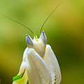 Mantis Hymenopus coronatus 4 Luc Viatour.jpg