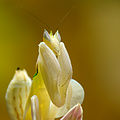 Mantis Hymenopus coronatus 7 Luc Viatour.jpg