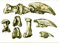 Megalonyx CasparWistar claw Griffe1799.jpg