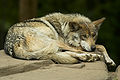 Mexican wolf lounging.jpg