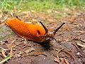 Orange slug.jpg