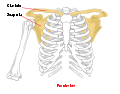 Pectoral girdle front diagram.svg